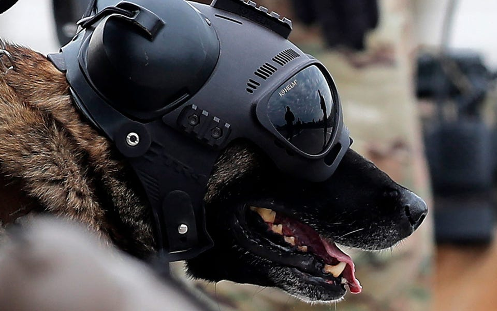 Военно куче от специализирано подразделение по време на тактическо учение